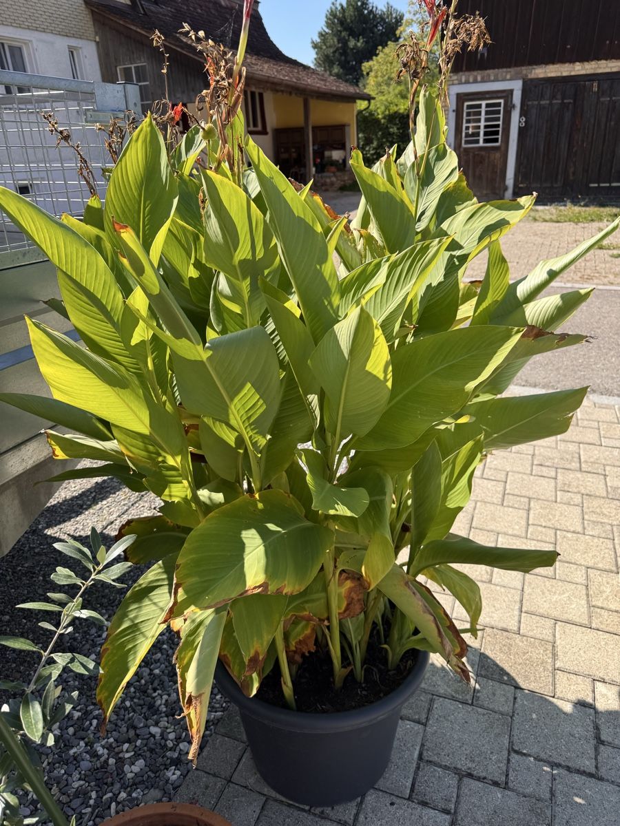 Piante & sementi: Canna Pflanze – Usato da Kümmertshausen venduto da Ghost75