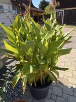 Canna Pflanze