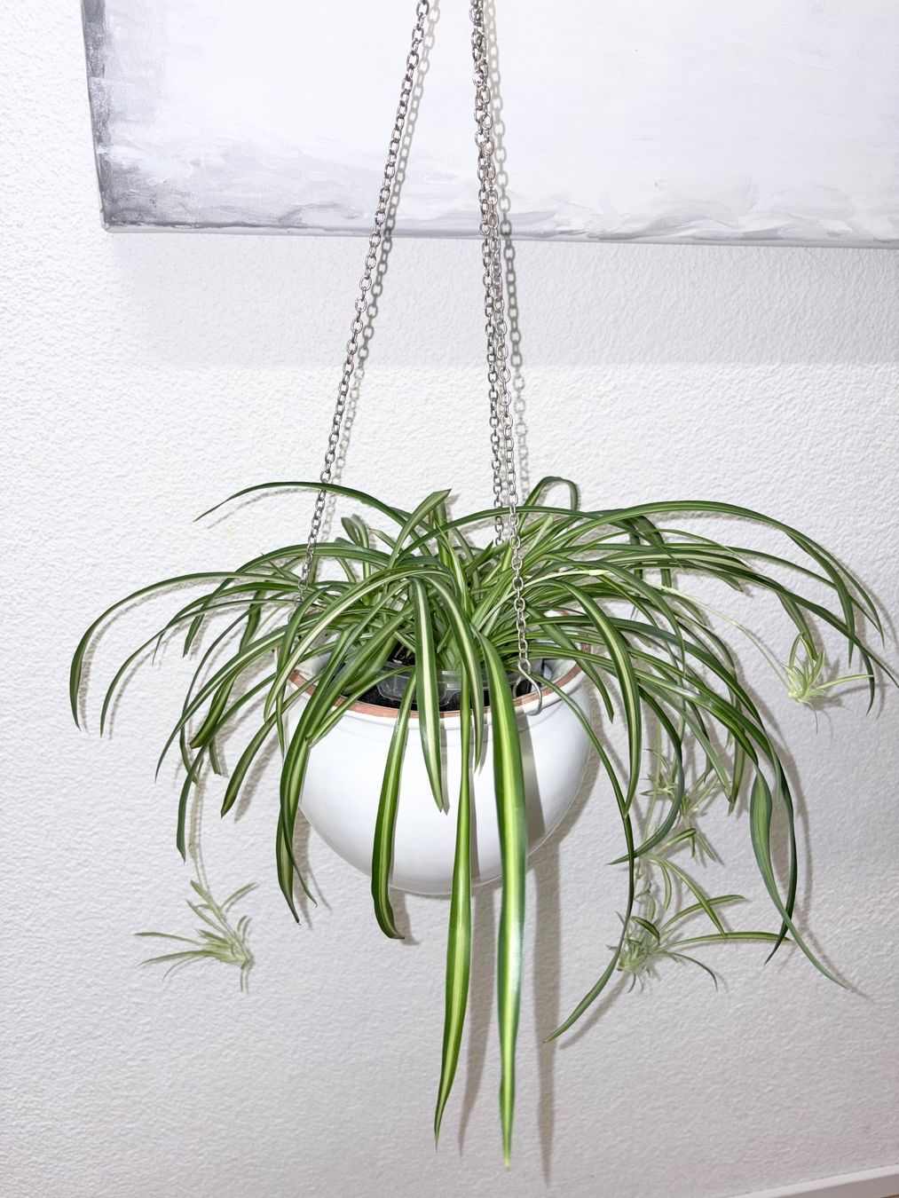 Plantes & graines: Spider plant & hanging ceramic cache pot – D'occasion à Kilchberg ZH par malibubeach 2