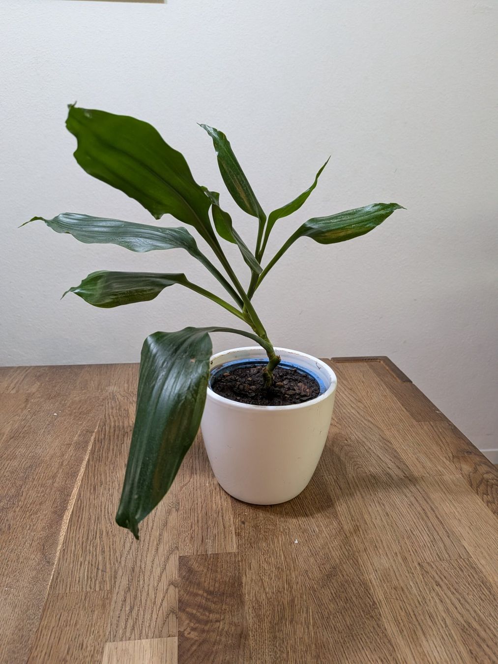 Piante & sementi: Dracaena Pflanze (Drachenbäume) – Usato da Bern venduto da Hydrom