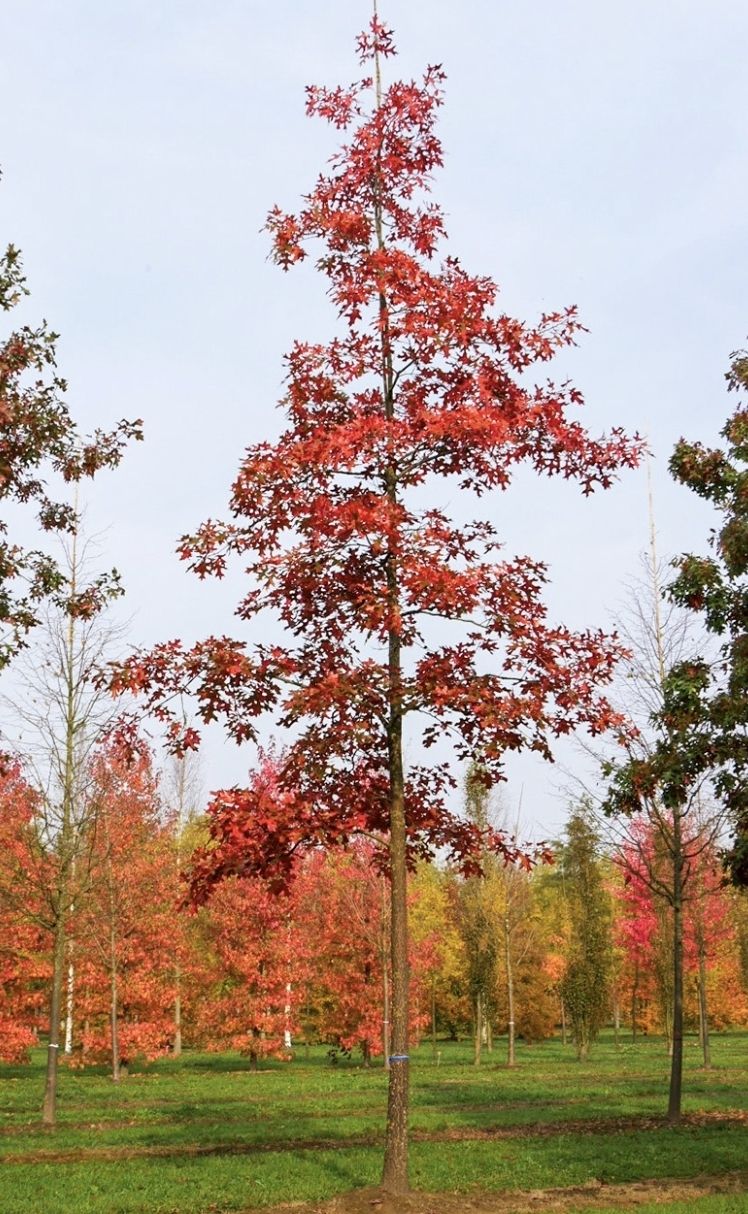 Piante & sementi: 3 Sämlinge Amerikanische rote Eiche 10-20cm : QUERCUS RUBRA – Nuovo e nell'imballaggio originale da Rovio venduto da POSITIFFARTandPLANTS 2