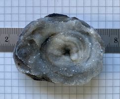 Sehr schöne Chalcedonrose 
