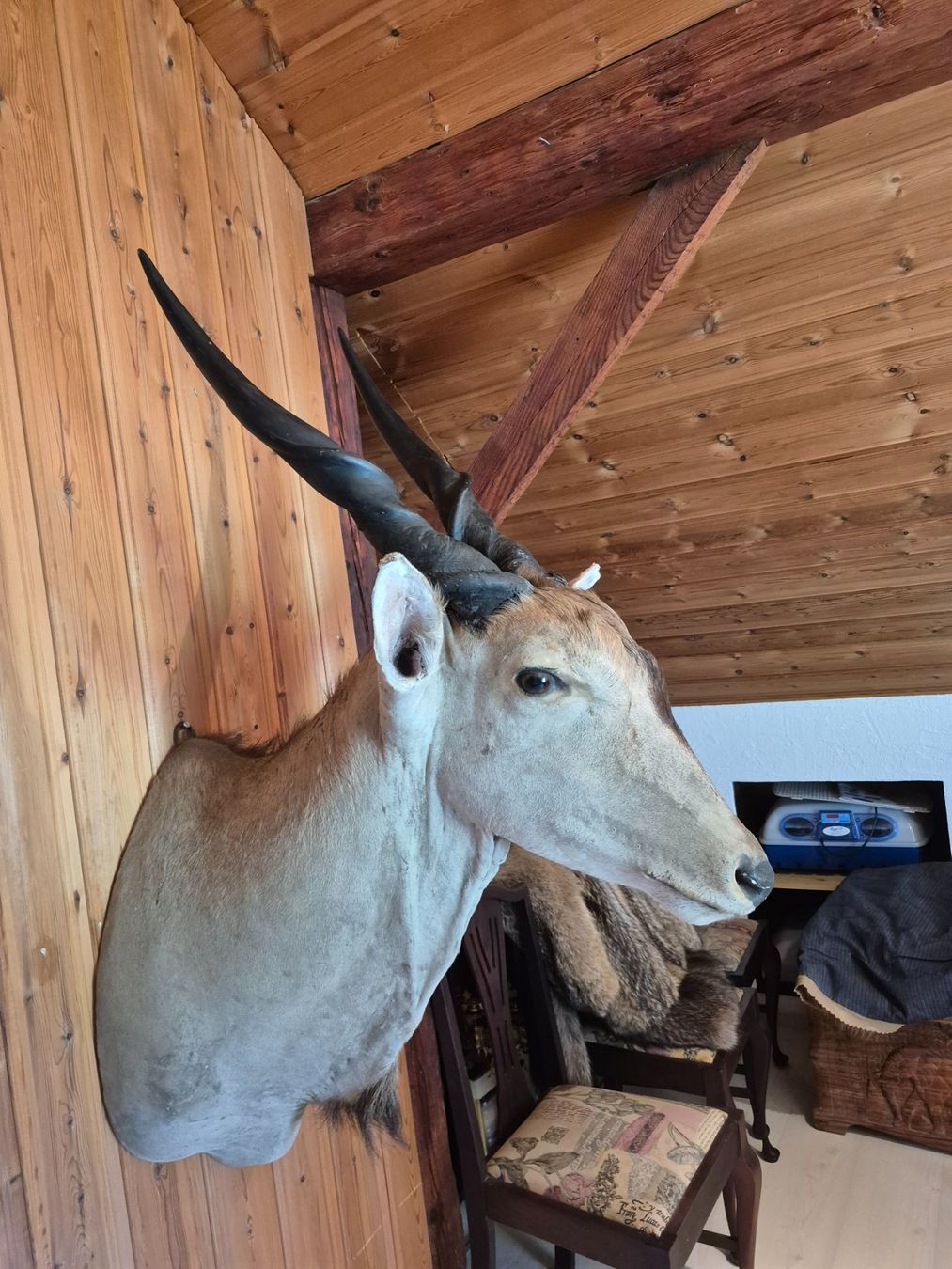Il mondo degli animali: Trophée chasse éland du Cap / Elenantilope Jagdtrophäe – Usato da Treyvaux venduto da Kbh2000 4