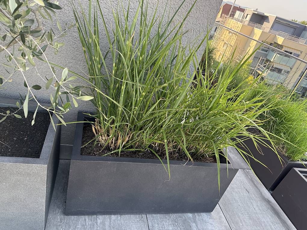 Vasi per fiori: 2x Blumentopf gross mit Gräser – Usato da Münsingen venduto da saleshead 1
