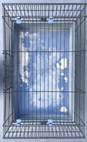 Cage transport animaux