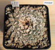 Ariocarpus kotschoubeyanus v. elephantides 7cm