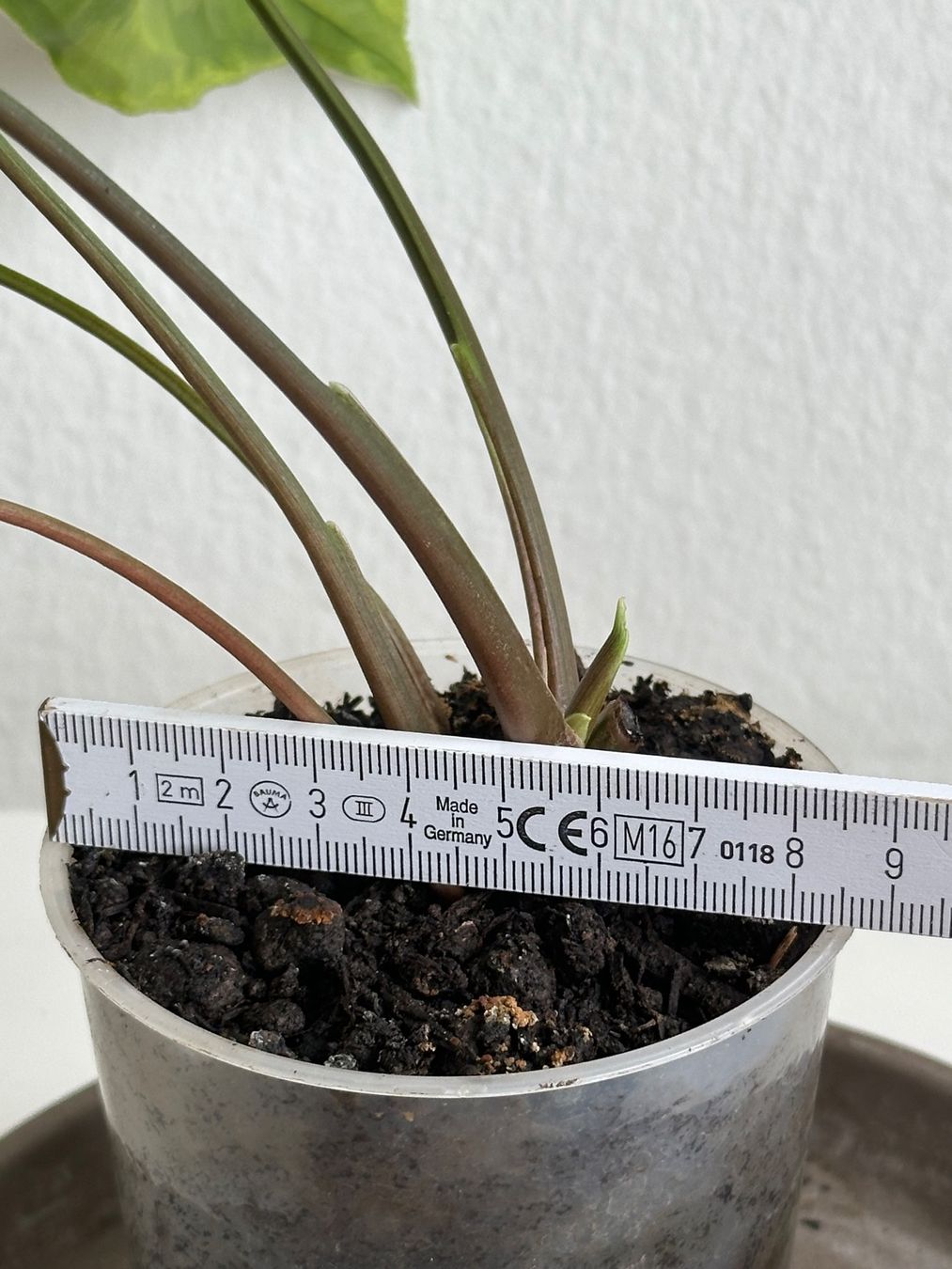 Pflanzen & Samen: Syngonium Three Kings #1 – Gebraucht aus Zürich von ong8 4