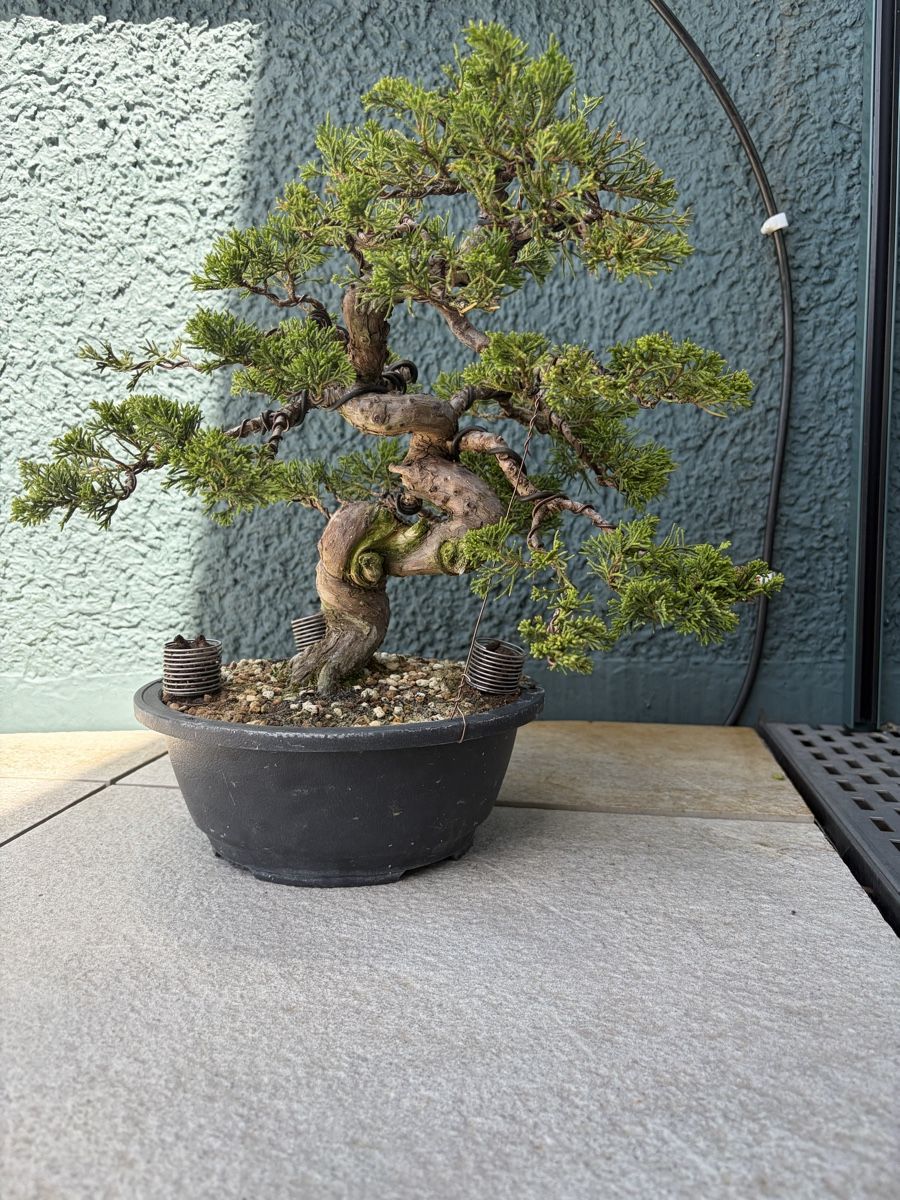 Piante & sementi: Wacholder bonsai 30 cm – Usato da Illnau venduto da rav_56tg 1