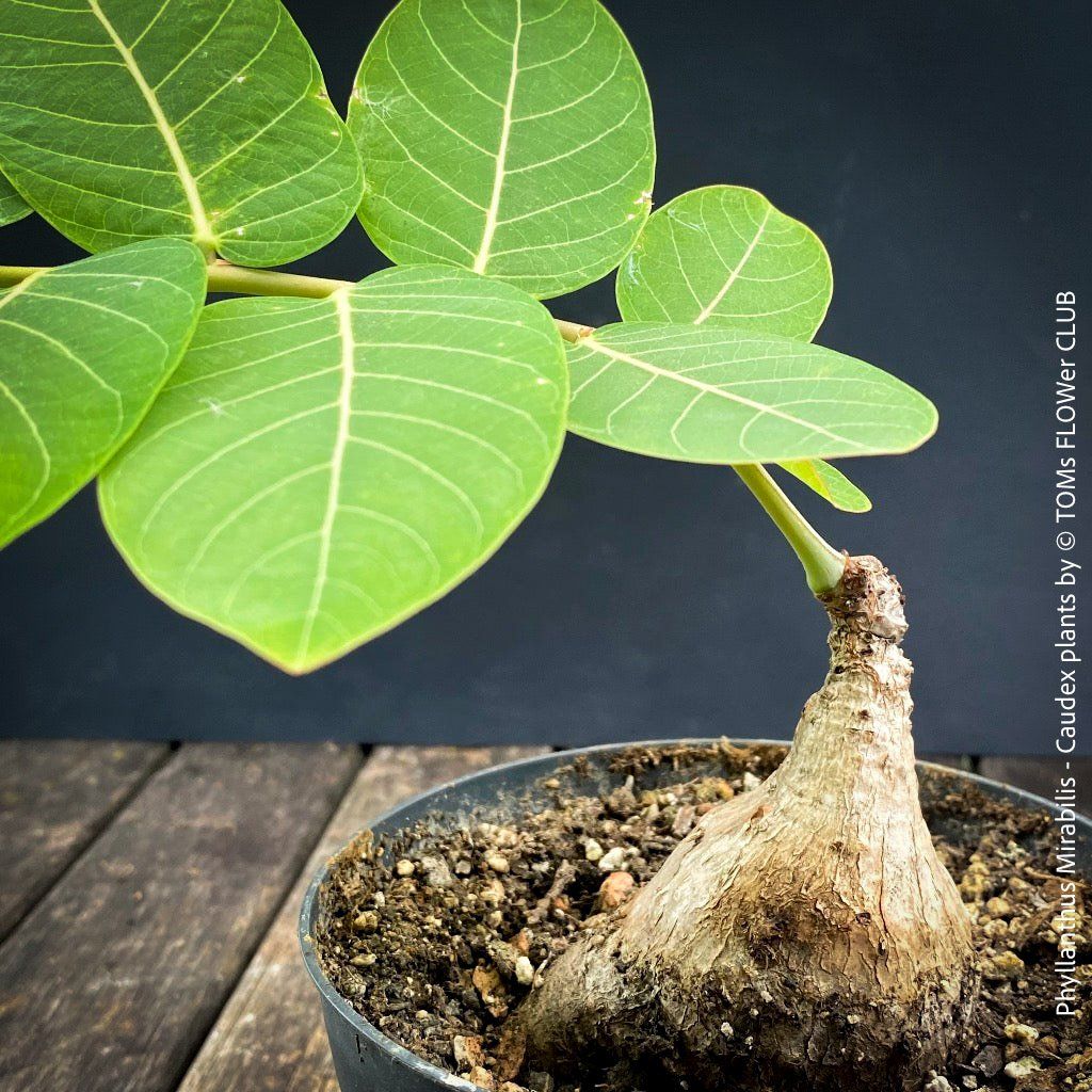 Piante & sementi: Phyllanthus Mirabilis - einzigartige "Buddha Belly Plant" – Nuovo e nell'imballaggio originale da Adliswil venduto da astom369 6