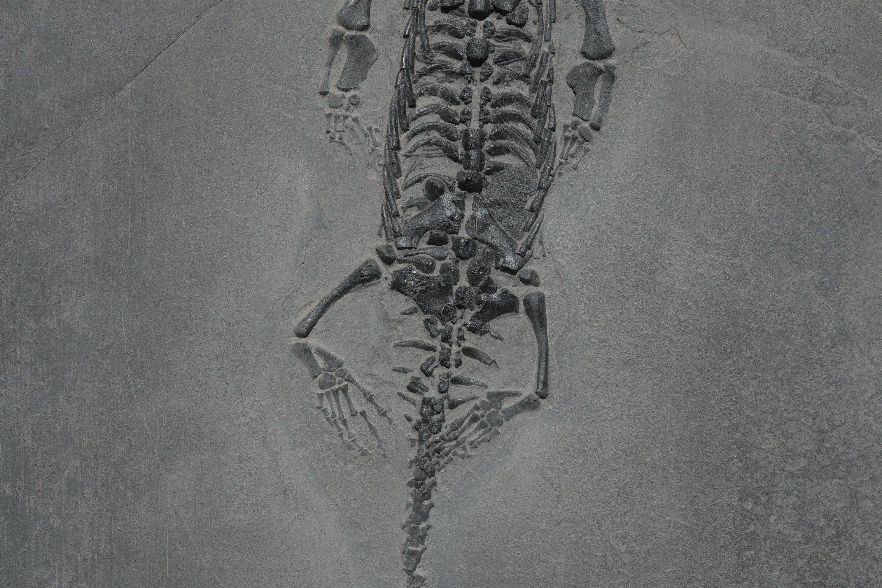 Fossili: grosser Keichousaurus Hui – Usato da schüpfen venduto da rica122 2