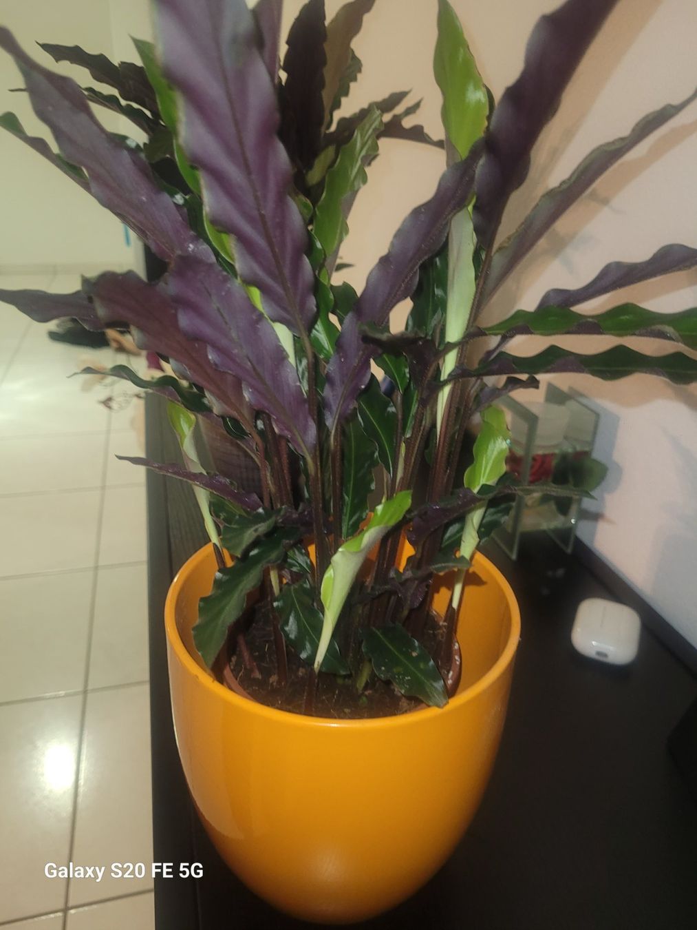drachenbaum höhe Drachenbaum kaufen - Dracaena Marginata Zimmerpflanze Ø:21 H:120 cm main image 1