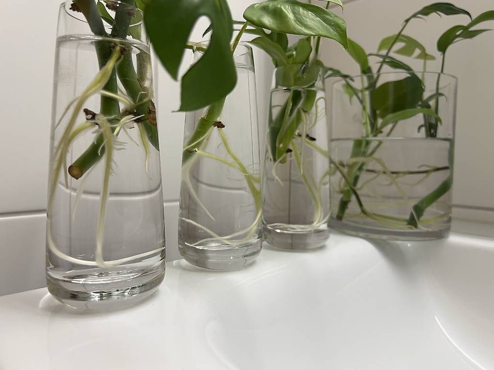 Piante & sementi: Monstera minima - Stecklinge – Usato da Sargans venduto da -VS- 2