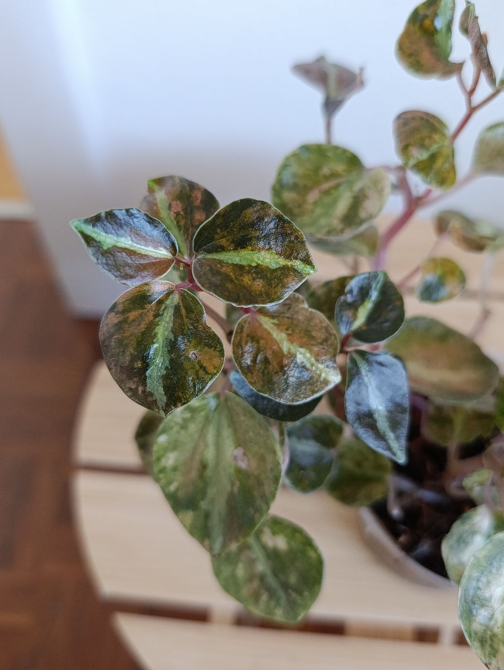Piante & sementi: Peperomia Creme Brulee – Usato da Baar venduto da L.isa28