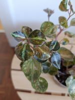 Peperomia Creme Brulee