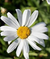MARGERITE WEISS - WINTERHART - 30 - 50 CM HOCH