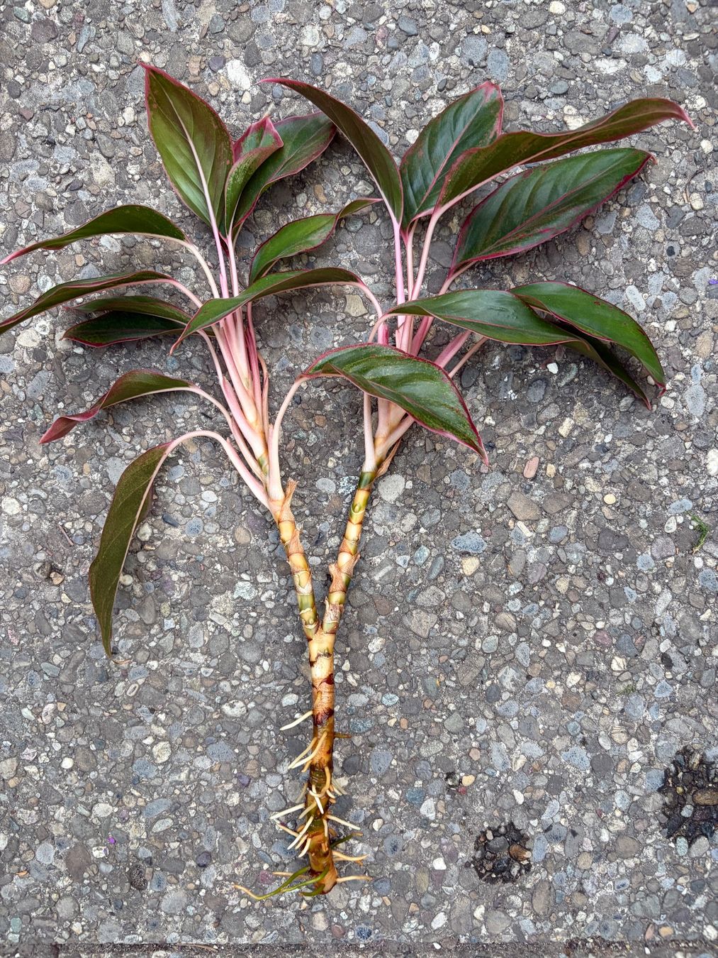 Plantes & graines: Aglaonema, grosser, bewurzelter Steckling – Neuf (Voir description) à Winterthur par Aniger 2