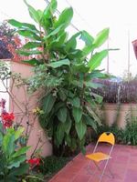 Canna Géant Musifolia +250cm  (5x)