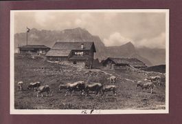 Engelberg - GERSCHNIALP - Kühe - 1927
