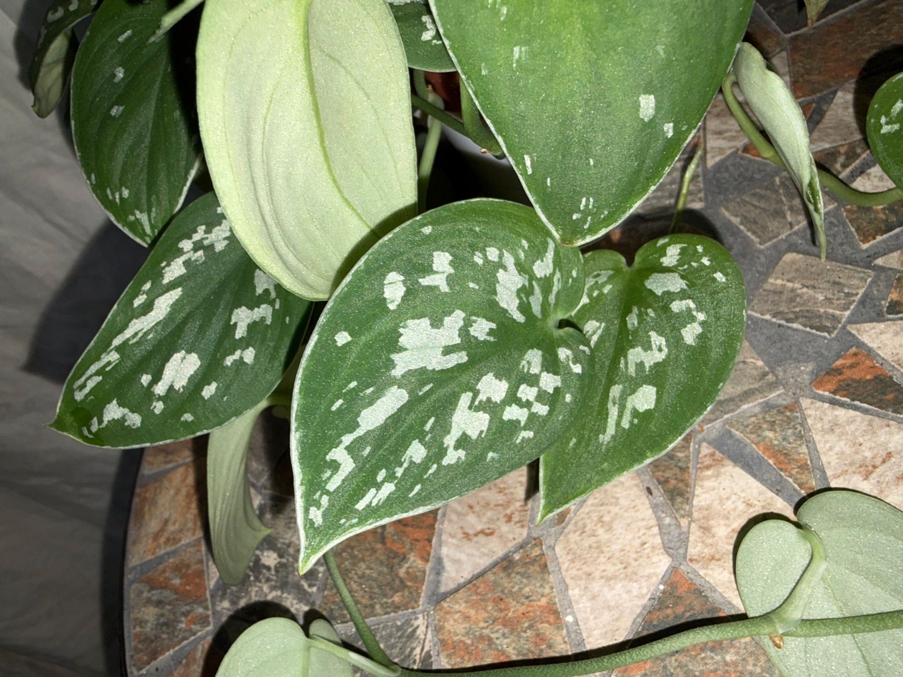 Piante & sementi: Scindapsus pictus argyraeus, wunderschöne Pflanze – Usato da Winterthur venduto da Aniger 1