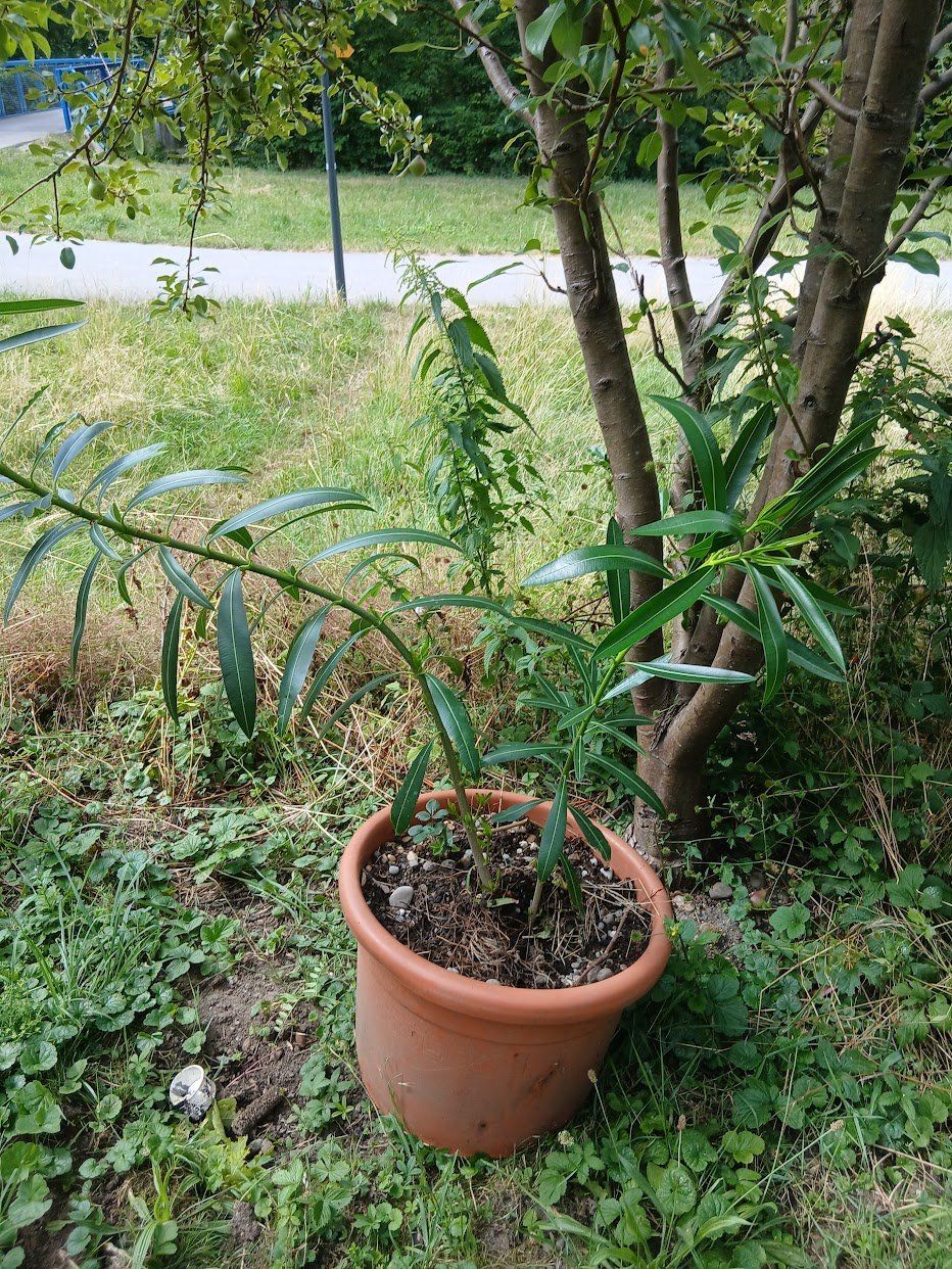 Pflanzen & Samen: Oleander  Weiss, Über 1 Meter – Gebraucht aus Dübendorf von Fip05