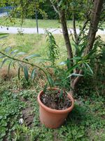 Oleander  Weiss, Über 1 Meter