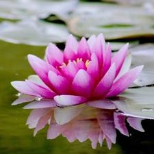 Profile image of Lotus2627