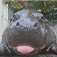 Profile image of Spargeltarzan