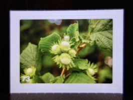 MIGROS MANIA Nature Detectives Nr. 73