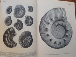 Die Eisen und Manganerze der Schweiz. Fossilien, Ammoniten