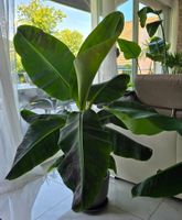 Wunderschöne Zimmerbanane (Musa)