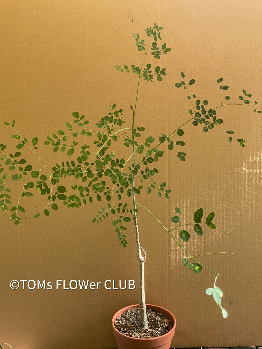 Moringa Hildebrandtii - Bumchen aus Madagaskar (Neu und originalverpackt)  in Adliswil fr CHF 126  nur Abholung auf Ricardo kaufen