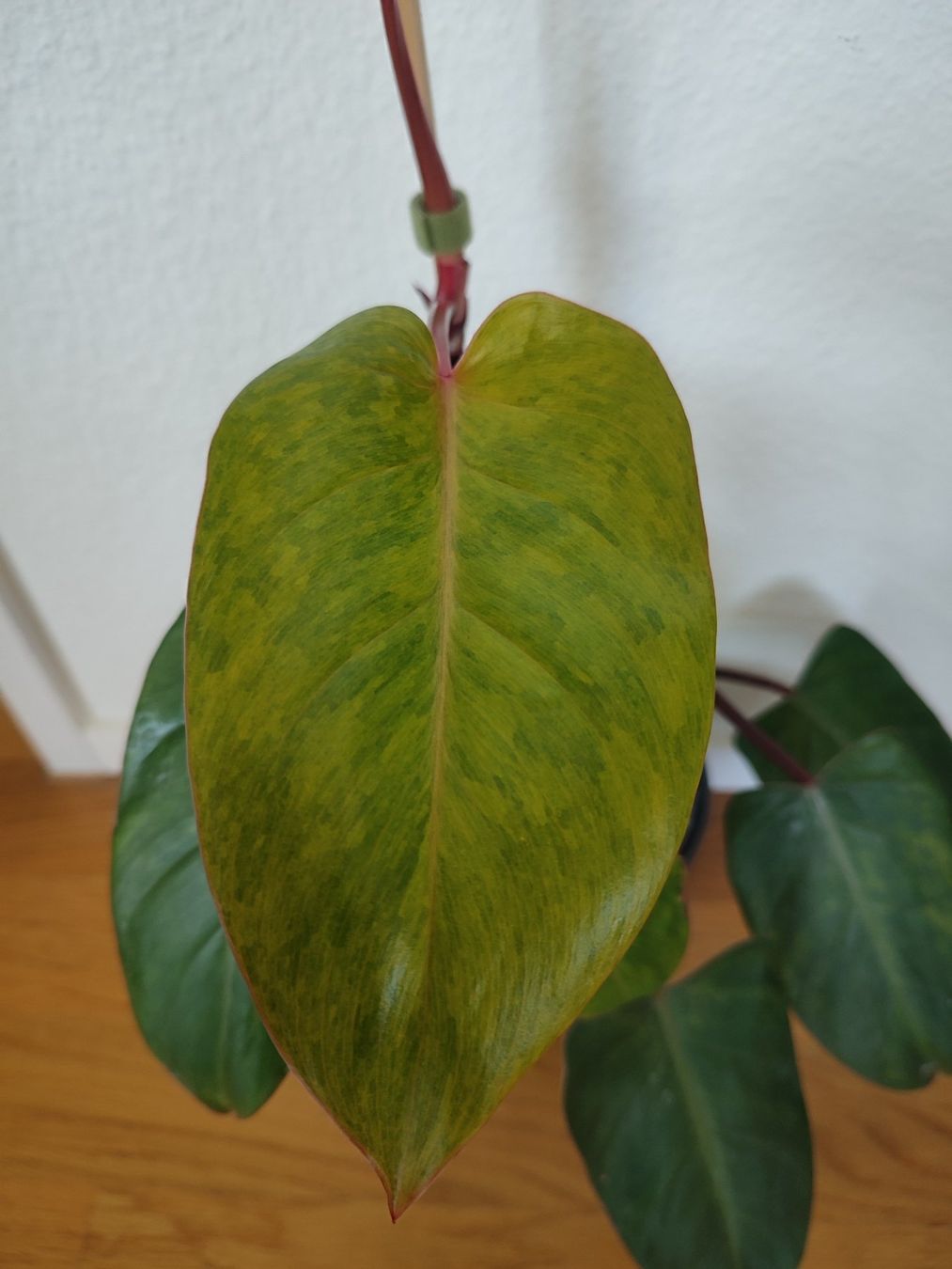 Pflanzen & Samen: Philodendron Painted Lady – Gebraucht aus Allschwil von VicSim1039