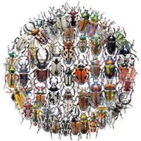50 Aufkleber Sticker - Insekten Käfer
