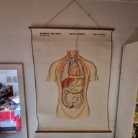 Anatomietafel Lehrtafel "Lage der Körpereorgane" Litograpgie