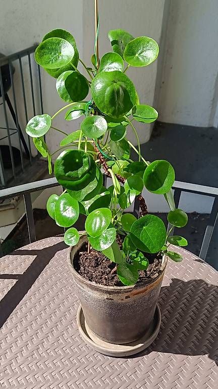 Pilea Peperomioides, Ufopflanze, Glckstalerli, Zimmerpfl... (Gebraucht) in  Luzern fr CHF 35  nur Abholung auf Ricardo kaufen