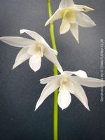Dendrobium Ida - weiss blühende Orchideen - Schönheit