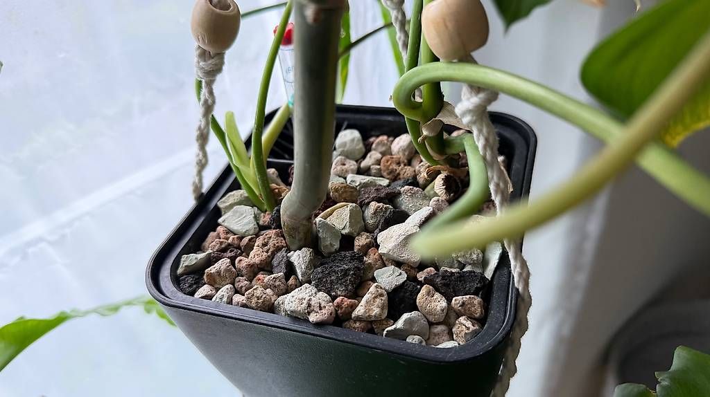 Piante & sementi: Philodendron Burle Marx Variegata, 70cm hoch – Usato da Aadorf venduto da Arkabraa 2