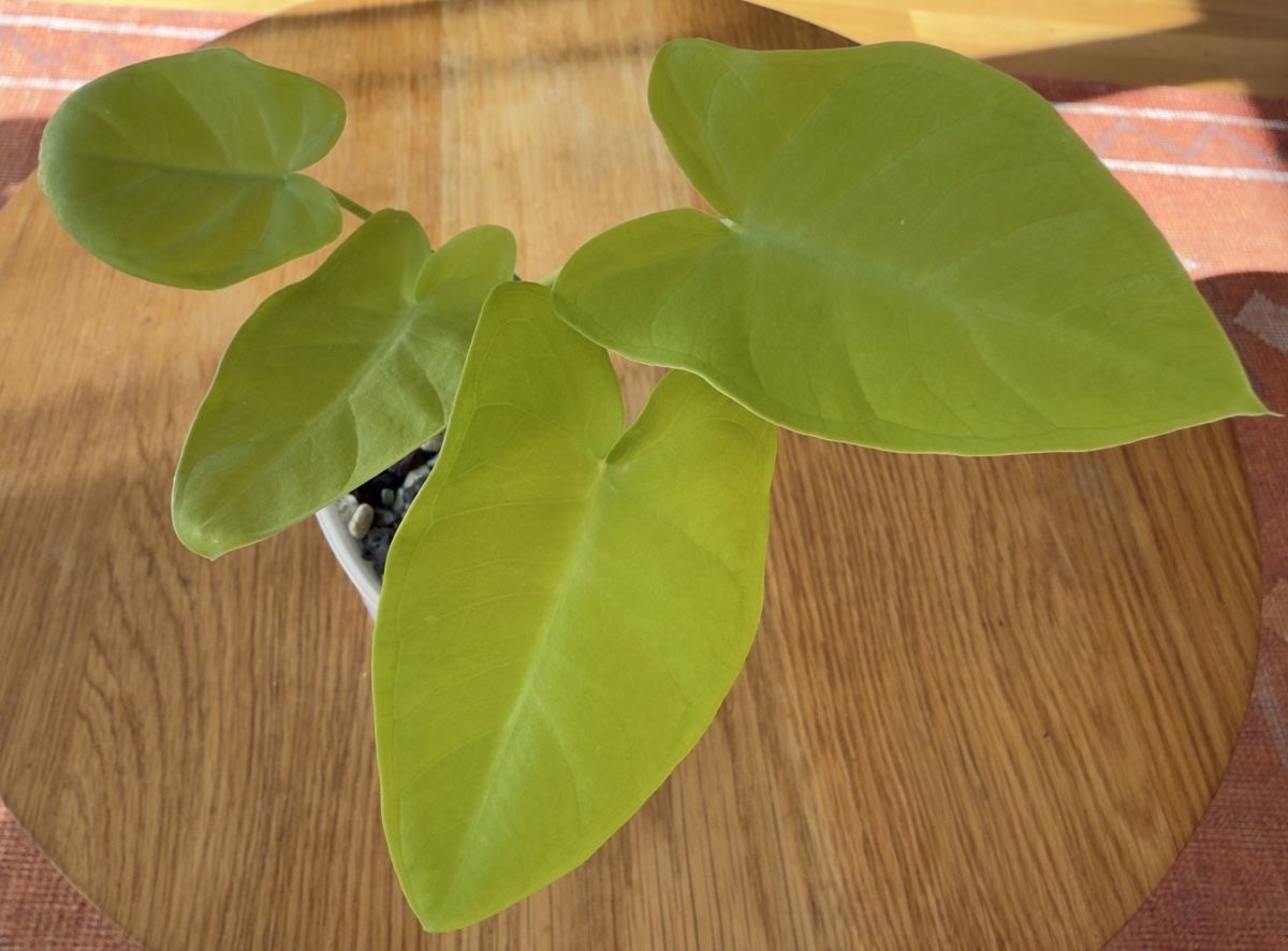 Piante & sementi: Xhantosoma Lime Zinger – Nuovo e nell'imballaggio originale da Basel venduto da tamy90