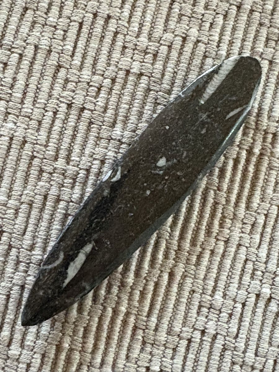 Fossili: Orthoceras versteinert  – Usato da Rümlang venduto da euqinom16 1