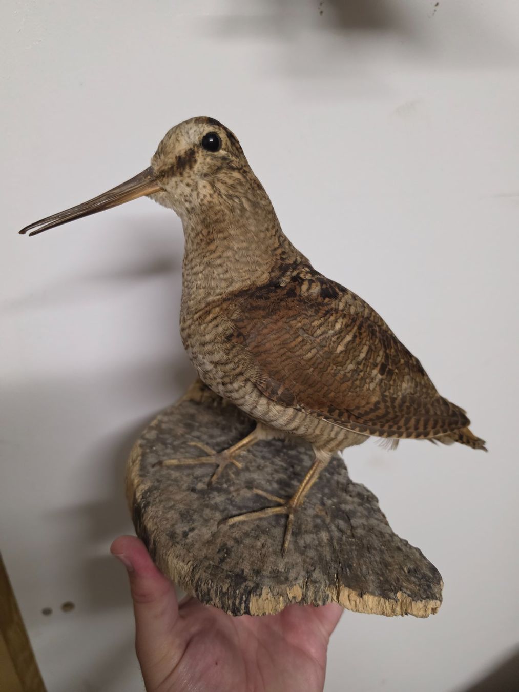Il mondo degli animali: Präparat Waldschnepfe – Usato da Oberrindal venduto da Ketupu