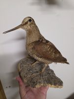 Präparat Waldschnepfe