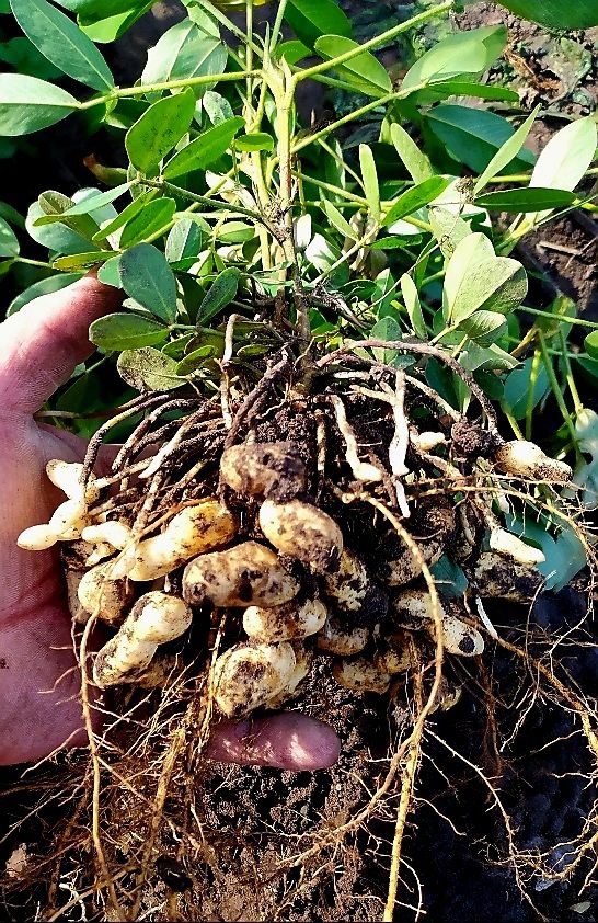 Plantes & graines: Erdnuss - "ARACHIS HYPOGAEA" Pflanze 20-30 cm. Im Topf – Neuf avec emballage d'origine à Rovio par POSITIFFARTandPLANTS 5