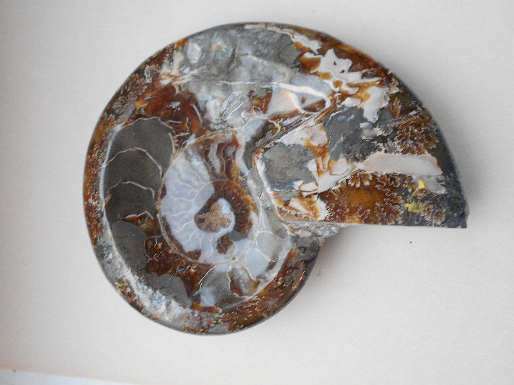 Fossili: Ammonit polierte Perlmutter ca. 721 gr. Madagaskar – Nuovo (secondo la descrizione) da Zürich venduto da swisscristal01 1