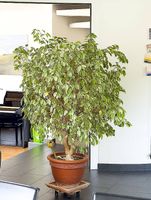35jähriger Ficus benjamina (Birkenfeige)
