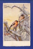OISEAU - Rouges-Gorges