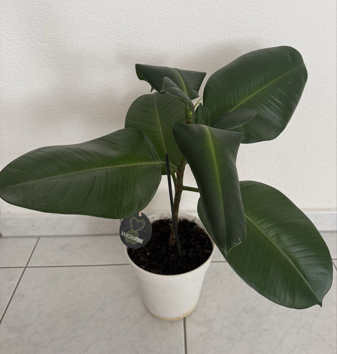 Plantes & graines: Pflanze – D'occasion à Luzern par CocoLoco82