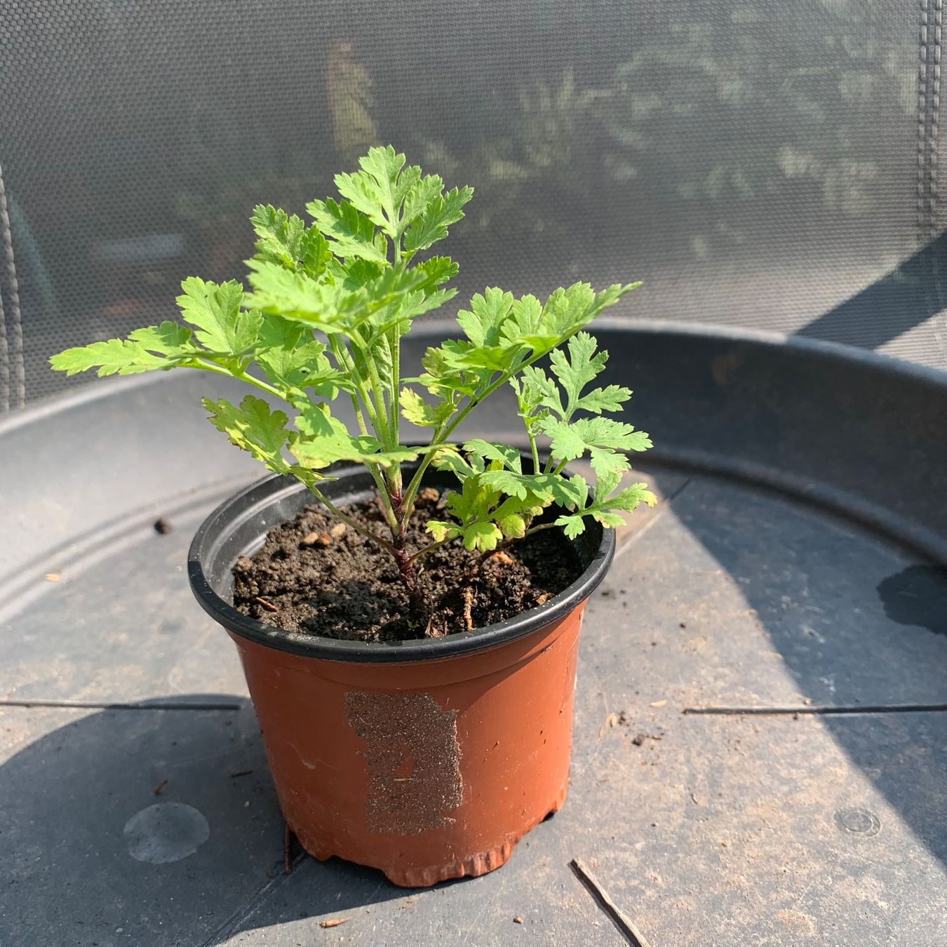 Plantes & graines: Mutterkraut / Pflanze gegen Migräne – Neuf (Voir description) à Hinteregg par ERFOLG78 2