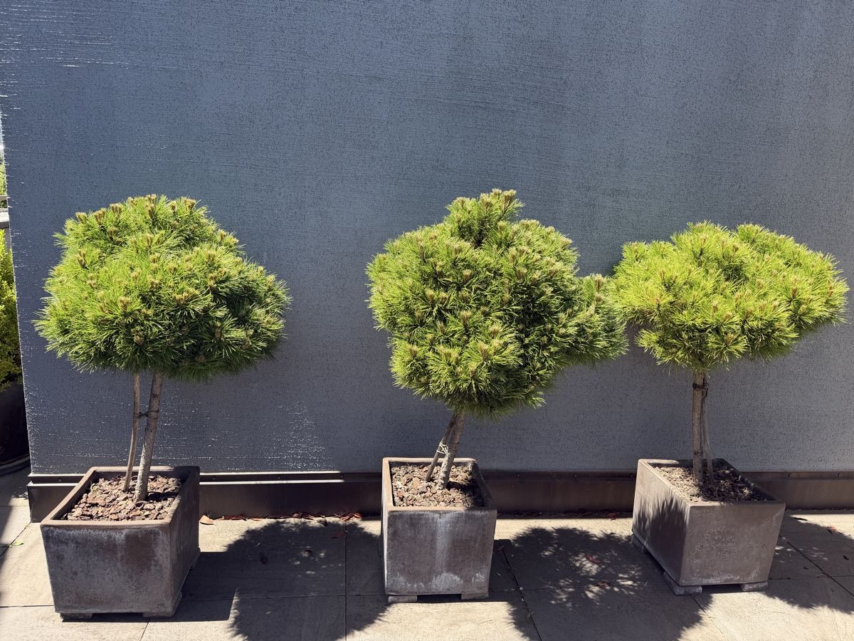 Pflanzen & Samen: Black Pine trees – Gebraucht aus Küsnacht ZH von lfo_f8w5 5