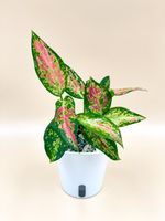 Aglaonema ‘Cherry Baby’ im Selbstbewässerungstopf