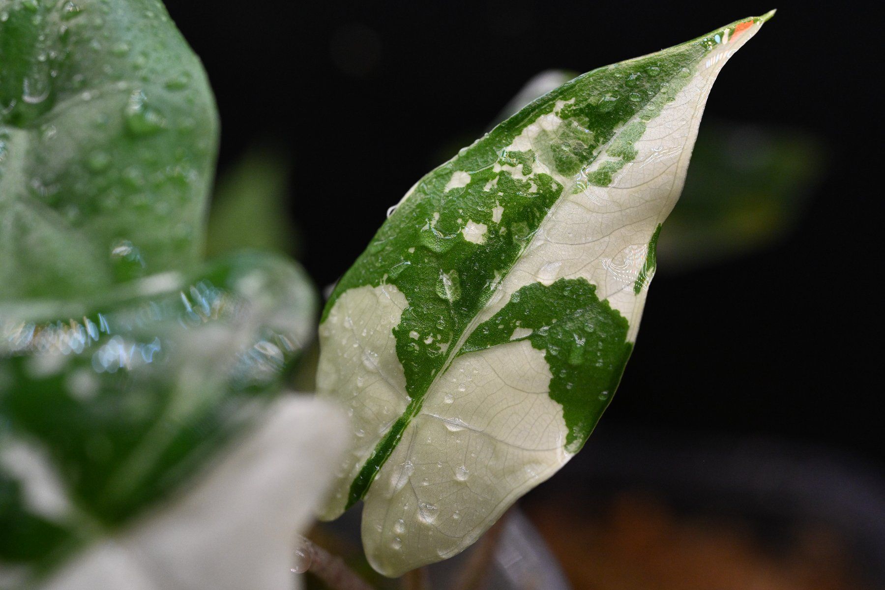 Piante & sementi: Alocasia Flemingiana albo – Usato da Crissier venduto da sleepingmouse 1